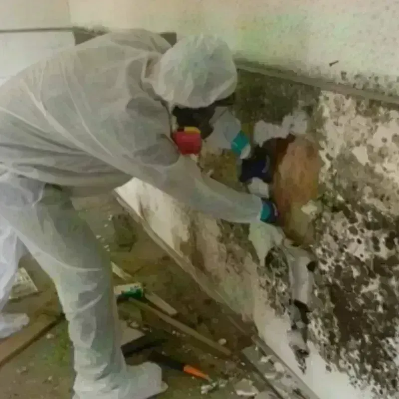 Mold Remediation and Removal in Benton, LA